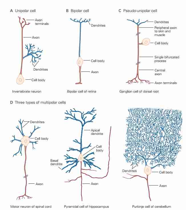 The Neuron-1704379569293 1